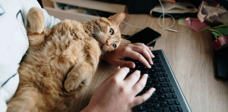 Could working from home with animals boost mental health?